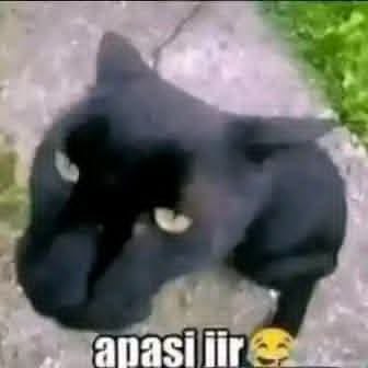 ᵖʸʳᵃᵐⁱᵈ︱ Muqit